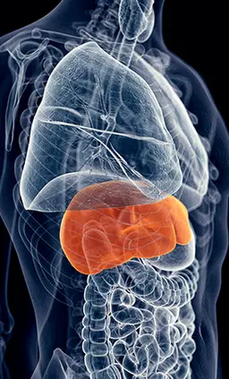HepatoBurn Fat-Burning Solution